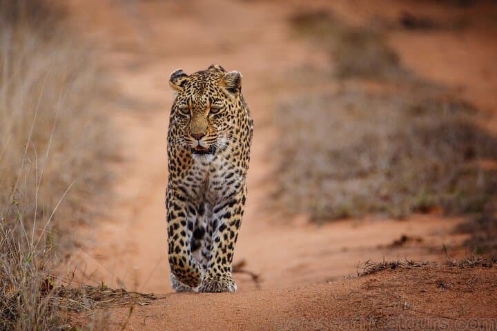 Maputo Special Reserve Safari: 3-Day Elephant & Coastal Wilderness Camp photo 2