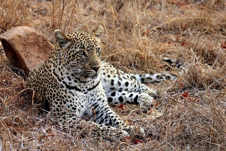 Maputo Special Reserve Safari: 3-Day Elephant & Coastal Wilderness Camp photo 3