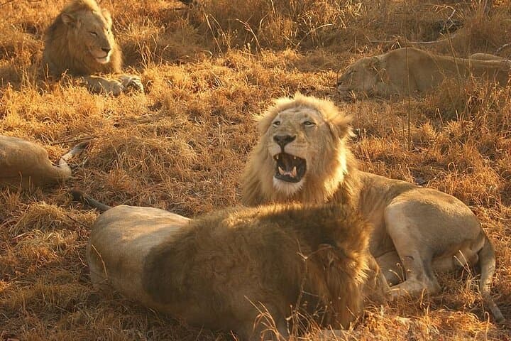 Maputo Special Reserve Safari: 3-Day Elephant & Coastal Wilderness Camp photo 4