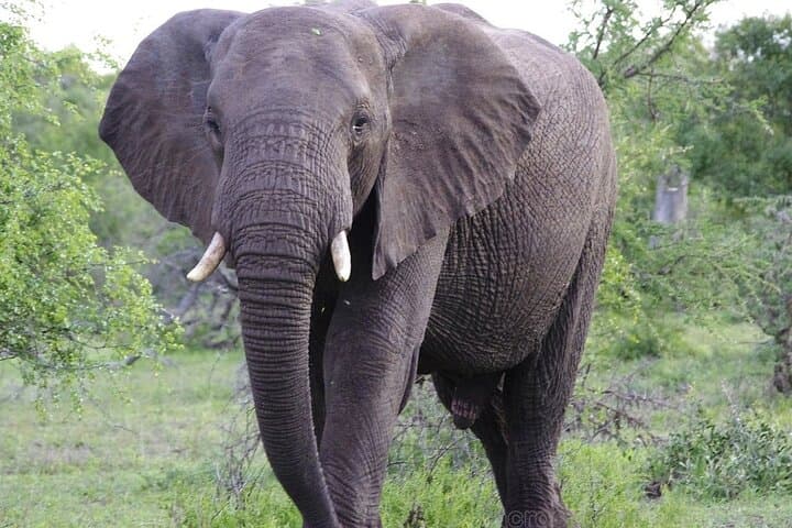 Maputo Special Reserve Safari: 3-Day Elephant & Coastal Wilderness Camp photo 5
