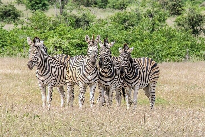 Maputo Special Reserve Safari: 3-Day Elephant & Coastal Wilderness Camp photo 6