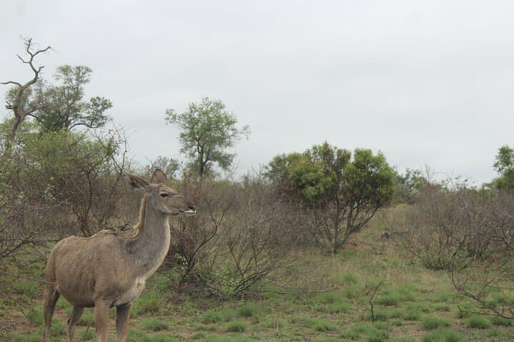 Pilanesberg Wildlife Safari: Big Five Game Drives in an Ancient Crater photo 6
