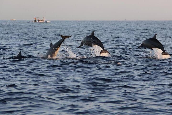 Jozani Forest and Kizimkazi Dolphin Watching Day Trip from Stone Town photo 2