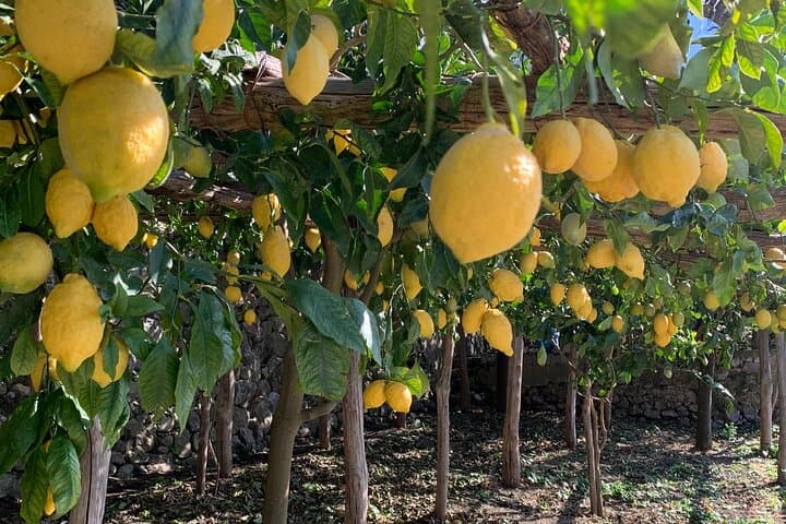 Amalfi Coast Lemon Trail Tour: Lemon Grove Walk & Limoncello Tasting photo 5
