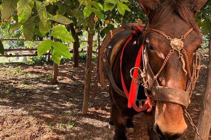 Amalfi Coast Lemon Trail Tour: Lemon Grove Walk & Limoncello Tasting photo 6