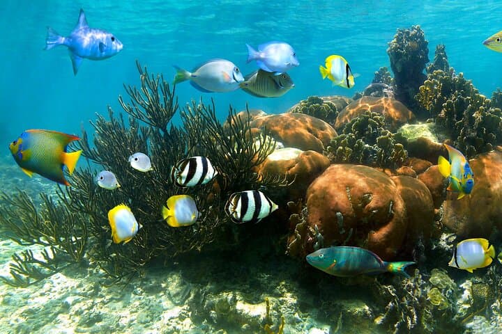 Akumal Turtle and Reef Sanctuary Snorkeling — Swim with Turtles in Akumal Bay photo 4