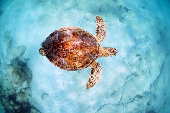 Akumal Turtle & Reef Sanctuary Snorkeling — Swim with Sea Turtles in a Protected Cove photo 4
