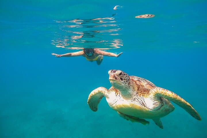 Akumal Turtle and Reef Sanctuary Snorkeling — Swim with Turtles in Akumal Bay photo 3