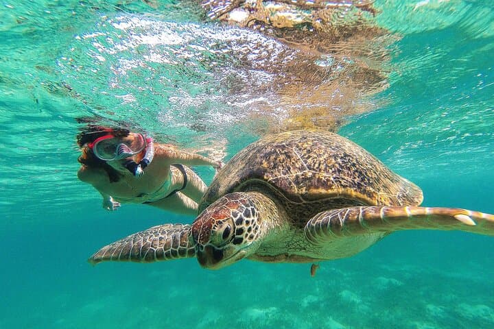 Akumal Turtle & Reef Sanctuary Snorkeling — Swim with Sea Turtles in a Protected Cove photo 6