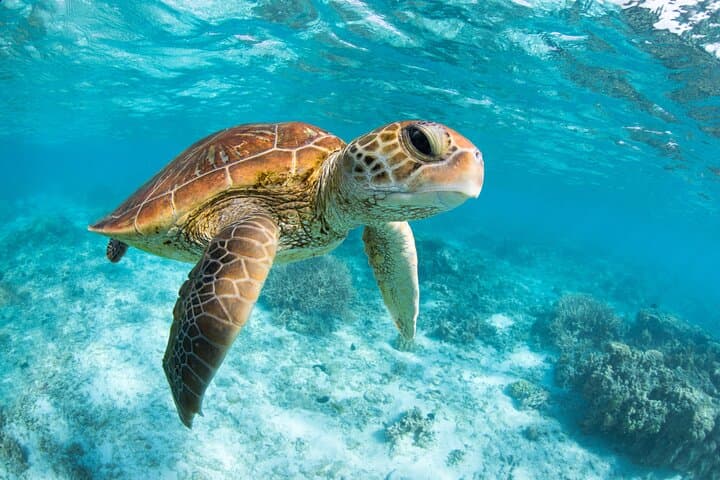 Akumal Turtle & Reef Sanctuary Snorkeling — Swim with Sea Turtles in a Protected Cove photo 2