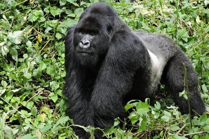 Gorilla Trekking in Uganda’s Bwindi: Rushaga Multi-Day Safari Guide photo 3