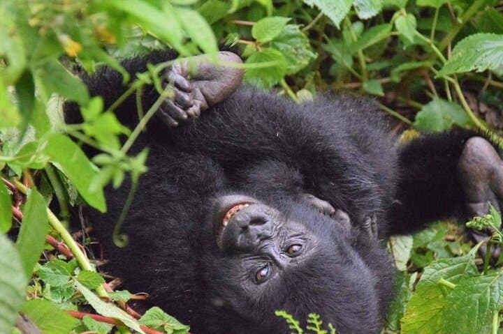 Gorilla Trekking in Uganda’s Bwindi: Rushaga Multi-Day Safari Guide photo 4
