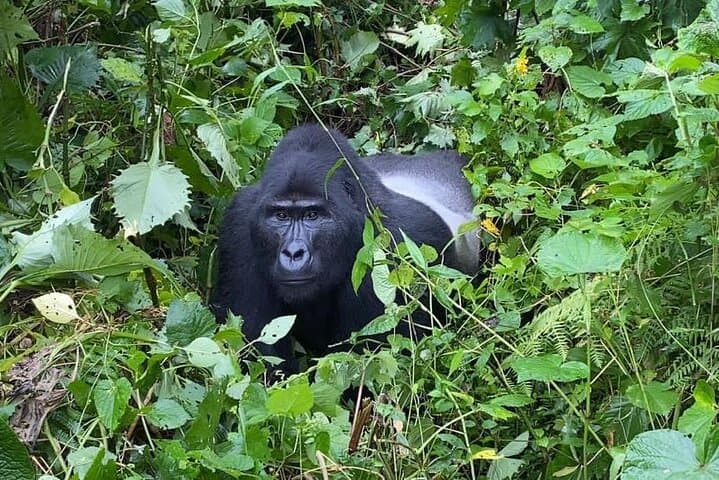 Gorilla Trekking in Uganda’s Bwindi: Rushaga Multi-Day Safari Guide photo 5