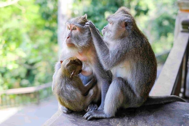 Ubud Private Day Tour — Monkey Forest, Tegalalang Rice Terraces & Tirta Empul