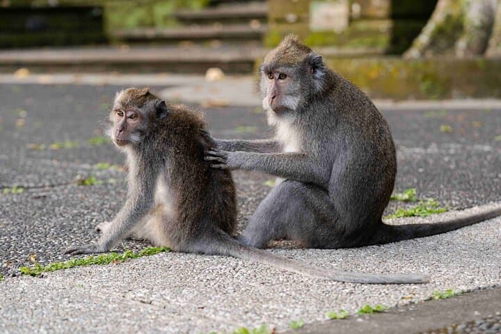 Ubud Private Day Tour — Monkey Forest, Tegalalang Rice Terraces & Tirta Empul photo 3