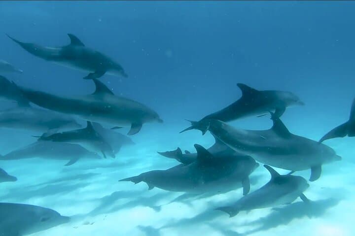Mnemba Island Snorkeling & Dolphin Swim — Full-Day Marine Adventure photo 6