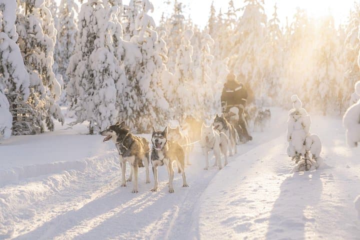 Snowmobile and Husky Safari in Lapland: Arctic Wilderness Adventure photo 2