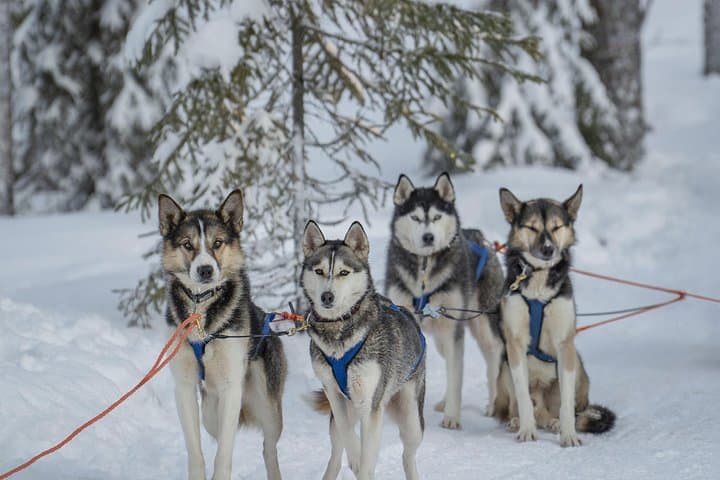 Husky Sled and Ice Fishing Adventure Near Rovaniemi photo 1