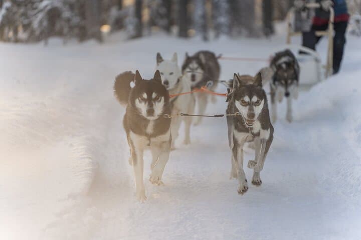 Rovaniemi Snowmobile, Reindeer & Husky Day Tour — Arctic Tracks and Animal Encounters photo 3