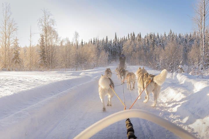 10km Husky Safari in Rovaniemi — Self-Drive Snow Trail Adventure photo 2