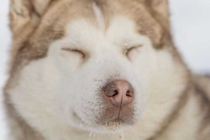 10km Husky Safari in Rovaniemi — Self-Drive Snow Trail Adventure photo 3