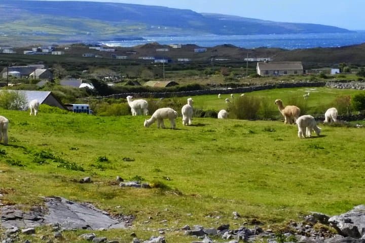 Private Day Tour to the Cliffs of Moher from Dublin — Wild Atlantic Way & Doolin photo 3
