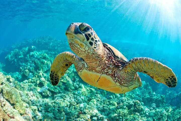 Akumal Turtle & Reef Sanctuary Snorkeling — Swim with Sea Turtles in a Protected Cove photo 3