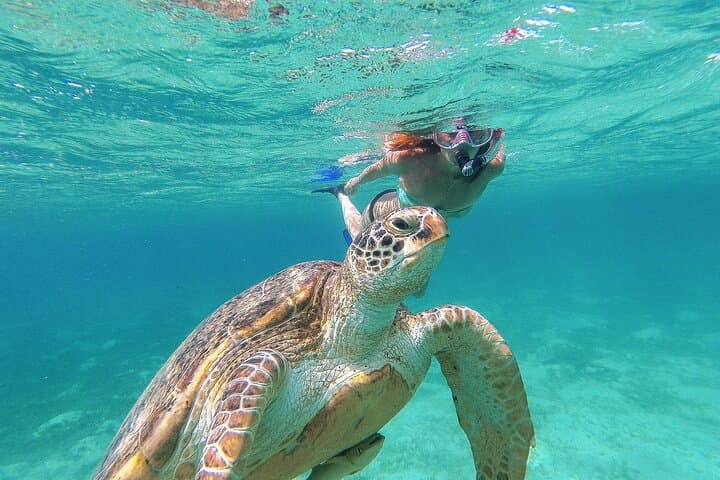 Akumal Turtle & Reef Sanctuary Snorkeling — Swim with Sea Turtles in a Protected Cove photo 5