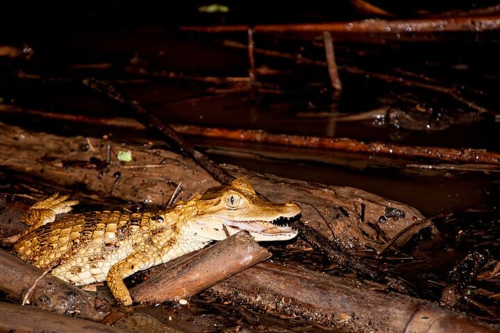 3-Day Amazon Field Station Adventure: Inkaterra Canopy Walkway & Wildlife photo 3