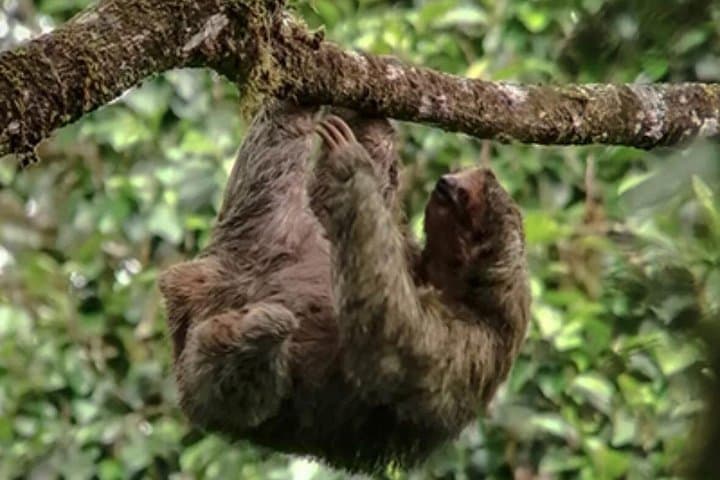 Green Eco Park Nature Trail Experience Costa Rica — Rainforest Walk, Butterfly Gardens & Views photo 2