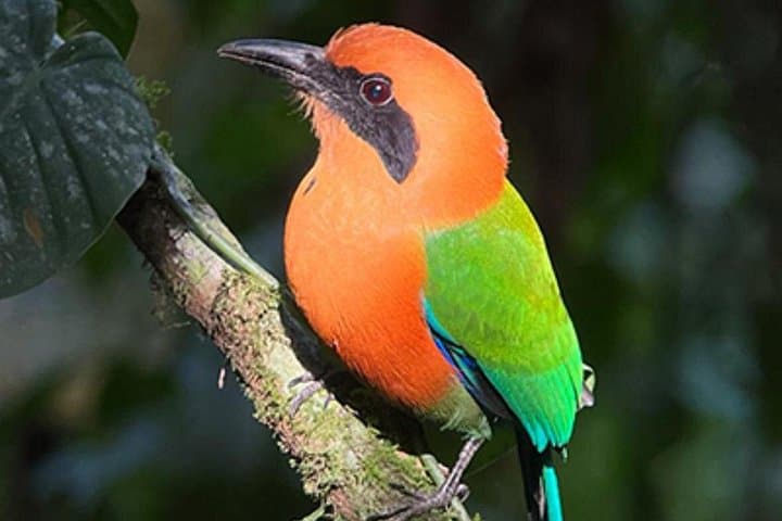 Green Eco Park Nature Trail Experience Costa Rica — Rainforest Walk, Butterfly Gardens & Views photo 3