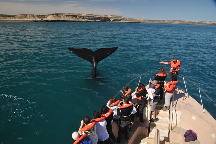Península Valdés Full-Day Wildlife Tour from Puerto Madryn photo 4