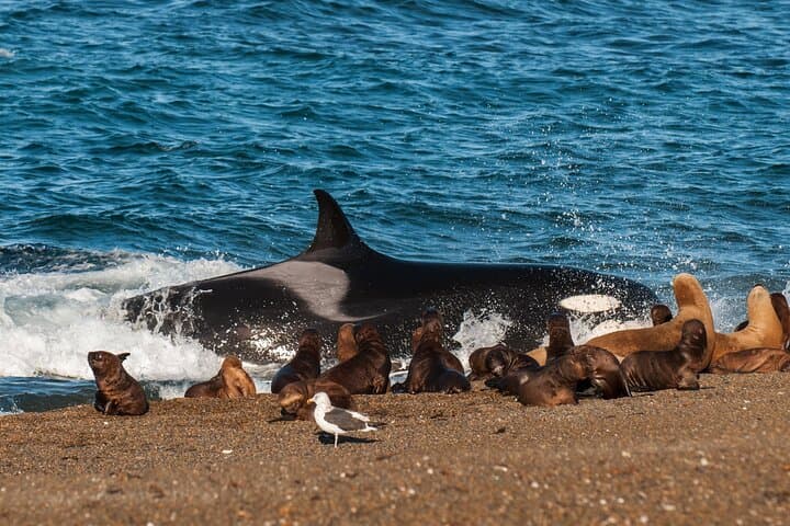 Península Valdés Full-Day Wildlife Tour from Puerto Madryn photo 3