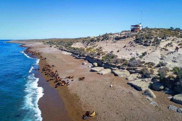 Península Valdés Full-Day Wildlife Tour from Puerto Madryn photo 2