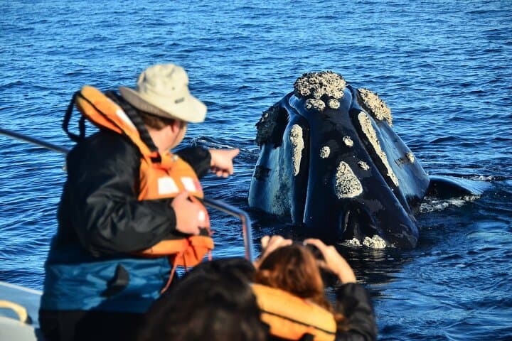 Península Valdés Full-Day Wildlife Tour from Puerto Madryn photo 6