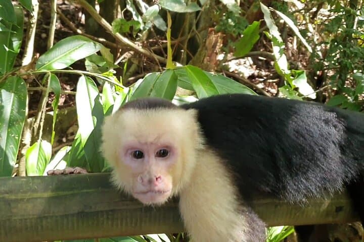 Puntarenas Rainforest River Cruise and Zipline: Mangrove Safari & Canopy Thrills photo 5
