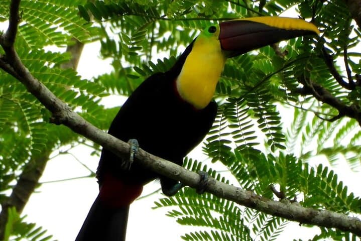 Puntarenas Rainforest River Cruise and Zipline: Mangrove Safari & Canopy Thrills photo 3