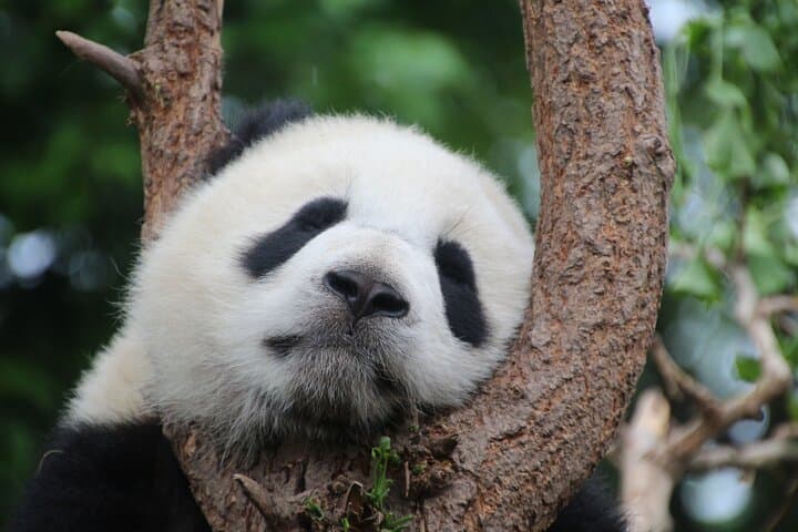 Private Chengdu Panda Base Tour: Half-Day Guided Visit to Giant Pandas