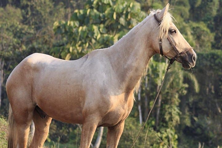 Full-Day Hacienda El Pilar Adventure: Farm Life, Andes Hikes & Horseback Riding from Guayaquil