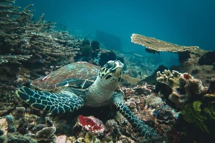 Half-Day Blue Lagoon & Tanjung Jepun Snorkeling — Padangbai, Bali