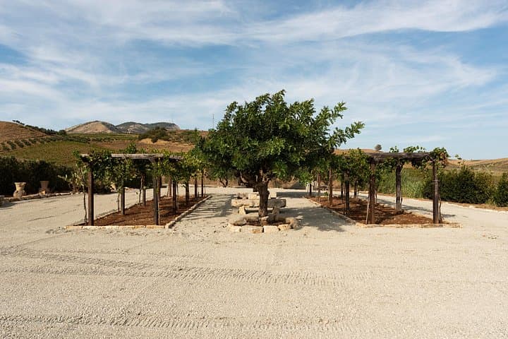 E-Bike Ride and Tasting in Alcamo: Sicilian Vineyards & Olive Groves photo 2
