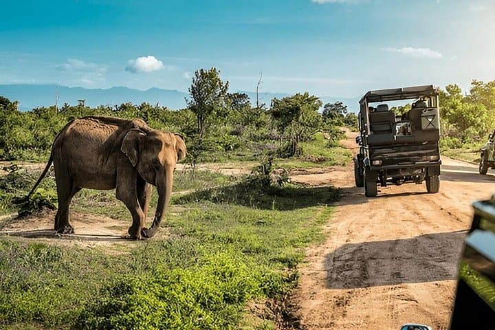 Ella to Mirissa Private Transfer with Udawalawe Safari — Elephants & Coastal Drop-off photo 1