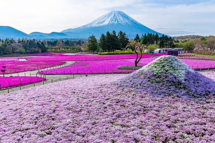 Private Day Tour to Mount Fuji & Hakone from Tokyo: Chureito Pagoda, Lake Kawaguchi & Lake Ashinoko