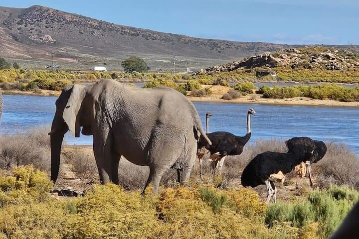 Aquila Game Reserve Sunset Safari from Cape Town — Big Five, Drinks & Snacks photo 5