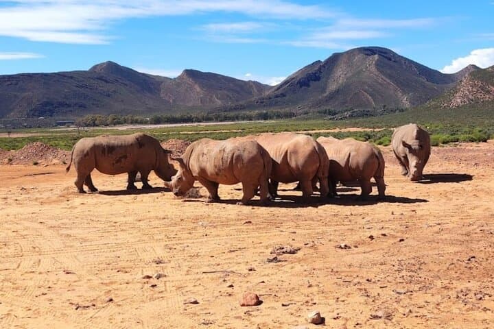 Aquila Game Reserve Sunset Safari from Cape Town — Big Five, Drinks & Snacks photo 3