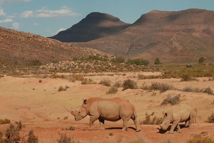 Aquila Game Reserve Sunset Safari from Cape Town — Big Five, Drinks & Snacks photo 2