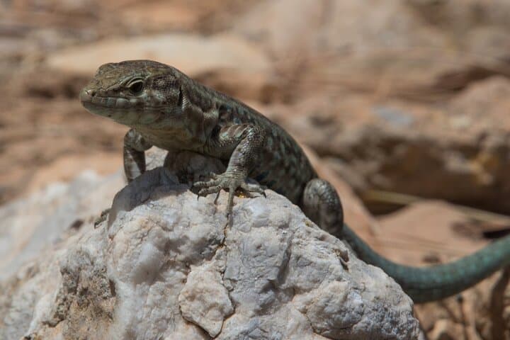 Dragonera Island and Sant Elm Boat Trip from Andratx photo 2