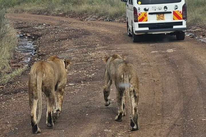 Nairobi National Park Adventure: Wildlife Safari, Giraffe Feeding, and Game Meat Dining