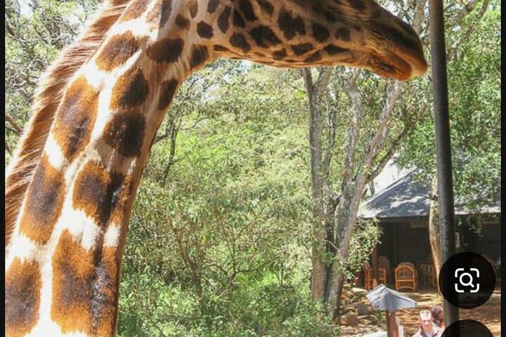 Nairobi National Park Adventure: Wildlife Safari, Giraffe Feeding, and Game Meat Dining photo 4