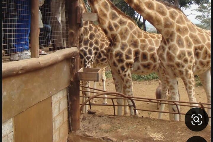 Nairobi National Park Adventure: Wildlife Safari, Giraffe Feeding, and Game Meat Dining photo 5